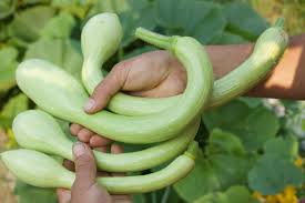 Green Trombocino Vegetable Planting Seeds for Your Garden