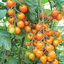 Sungold Tomato Planting Seeds - Grow Delicious Tomatoes