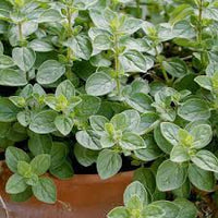 Marjoram Herb Planting Seeds for Your Garden
