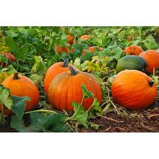 Vegetable Pumpkin Seeds Collection for Easy Planting