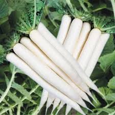 Radish Vegetable Seeds for Easy Planting