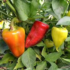 Sweet Gypsy Pepper Vegetable Seeds for Planting