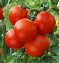 Zac Tomato Vegetable Seeds Planting