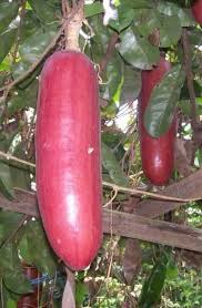 Sicana Odorifera Seeds for Planting  Grow This Unique Vegetable