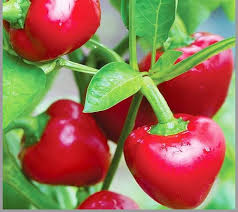 Aka Chapeau Pepper Vegetable Seeds  Planting Essentials