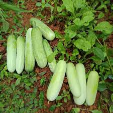White Wax Gourd Vegetable Seeds for Planting