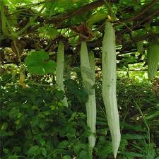 Green Snake Gourd Vegetable Seeds for Your Garden