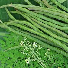 Organic Moringa Oleifera Seeds for Planting
