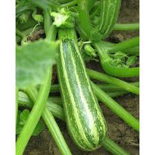 Squash Vegetable Seeds for Planting