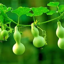 Lagenaria Siceraria Seeds for Planting - Ideal Vegetable Seeds for Your Garden