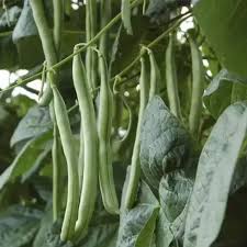 Green Bean Seeds for Planting  Vegetable Garden Essentials
