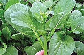 Choy Sum Vegetable Seeds for Quick and Easy Growth