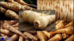 Russian Horseradish Vegetable Seeds for Home Planting