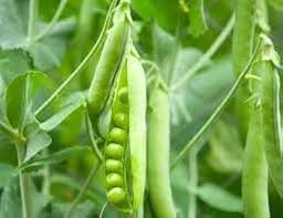 Peas Vegetable Seeds for Easy Planting