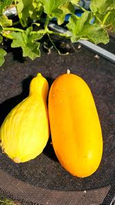 Yellow Spaghetti Vegetable Seeds Planting