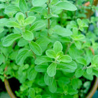 Marjoram Herb Planting Seeds for Your Garden