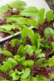Mixed Mesclun Vegetable Seeds for Your Garden