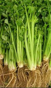 Green Apium Graveolens Planting Seeds for Home Gardening