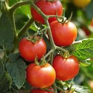 Birdie Rouge Tomato Seeds for Planting  High-Quality Heirloom Tomato Seeds