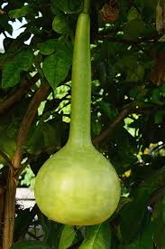 Dipper Pumpkin Seeds for Planting  Grow Your Own Pumpkins