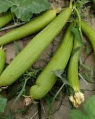 Green Sponge Gourd Vegetable Seeds for Planting