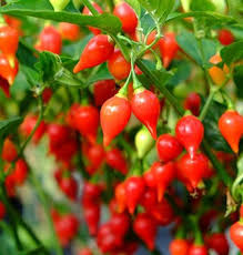Biquinho Seeds for Home Vegetable Planting