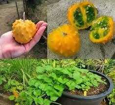 Kiwano Cucumis Seeds for Planting - Grow Exotic Fruit