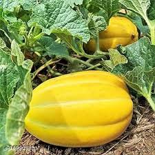 Gold Neungju Vegetable Seeds for Planting