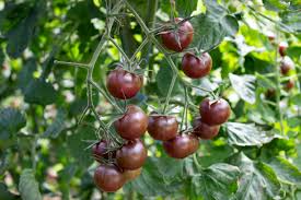 Brown Tomato Vegetable Seeds for Growing