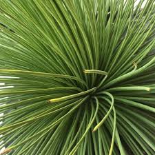Green Agave Stricta Seeds for Planting