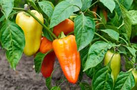 Sweet Gypsy Pepper Vegetable Seeds for Planting