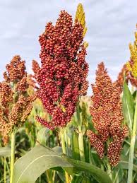 Red Sorghum Vegetable Seeds for Planting