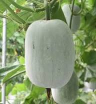 Ash Gourd Seeds - Complete Vegetable Planting Kit