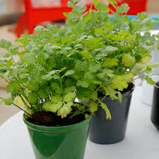Green Santo Cilantro Vegetable Planting Seeds