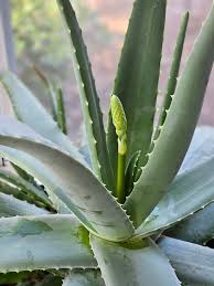 Aloe Vera Flower seeds for Planting - Premium Quality, Heirloom & GMO Free Seeds for Home Garden