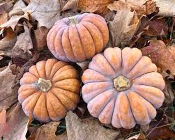 Futsu Squash Seeds: Perfect for Planting