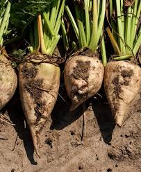 White Sugar Beet Seeds for Vegetable Planting