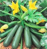 Zucchini Vegetable Seeds: Perfect for Home Planting