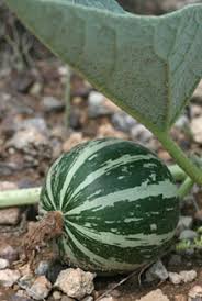 Green Calabazilla Vegetable Seeds for Easy Planting
