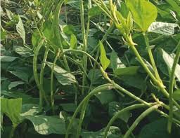 White Cattle Bean Seeds  Perfect for Home Vegetable Gardens