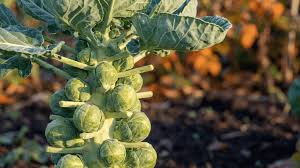 Brussels Sprouts Vegetable Seeds - Easy Planting