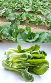 Green Shanghai Vegetable Seeds for Planting