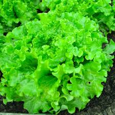 Lettuce Vegetable Seeds for planting