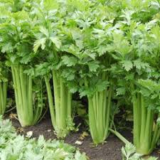 Green Apium Graveolens Planting Seeds for Home Gardening