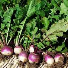 Purple Rutabaga Seeds for Vegetable Planting