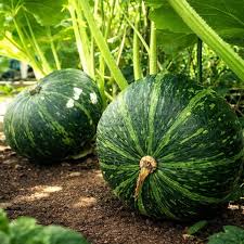 Green Hubbard Vegetable Seeds for Planting