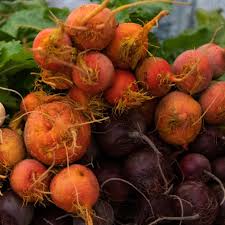 Orange Beet Seeds for Vegetable Planting