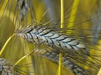 Black Wheat Planting Seeds for Garden
