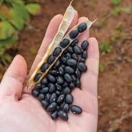Black Soybean Planting Seeds  Organic Vegetable Seeds
