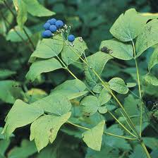 Black Caulophyllum Seeds for Planting